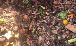 Compost pas mûr, broyât de végétaux et biodechets