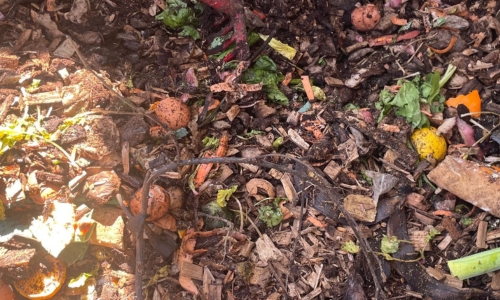 Compost pas mûr, broyât de végétaux et biodechets