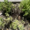 Compost mis dans un potager