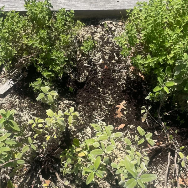 Compost mis dans un potager