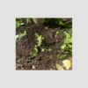 Compost mis sur un citronnier