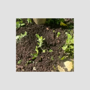 Compost mis sur un citronnier