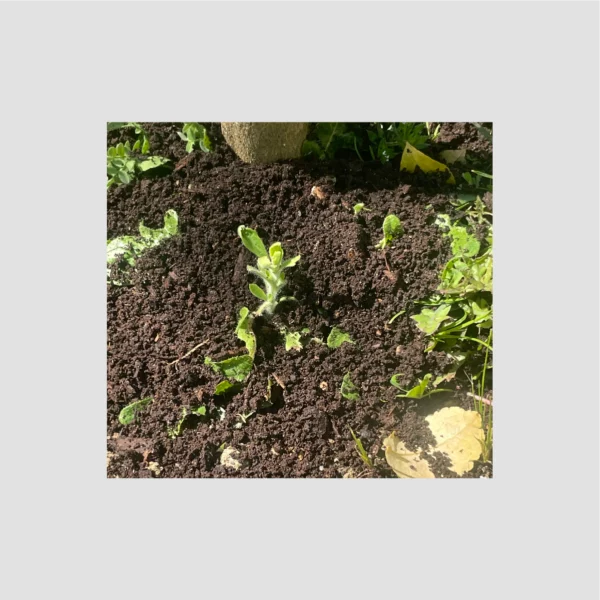 Compost mis sur un citronnier
