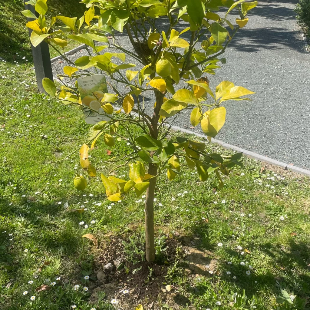 Composte pour le citronnier