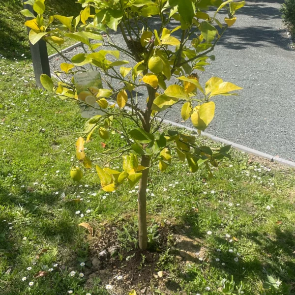 Citronnier avec du compost à son pied