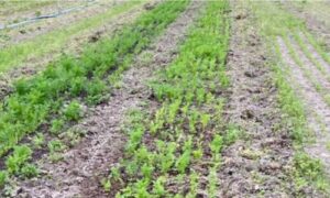 Bienfaits du compost