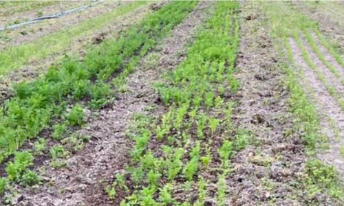 Bienfaits du compost