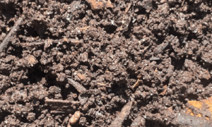 compost en bonne santé